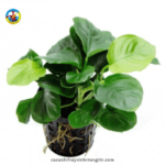 cây thủy sinh ráy nhỏ