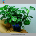 cây thủy sinh ráy nhỏ