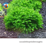 rêu đá us fiss thủy sinh