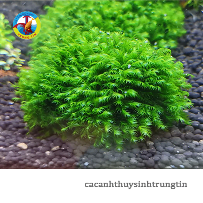 rêu đá us fiss thủy sinh