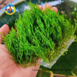Rêu Flame Cây Thủy Sinh