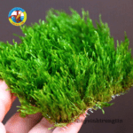 Rêu Flame Cây Thủy Sinh
