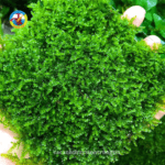 rêu thủy sinh mini taiwan