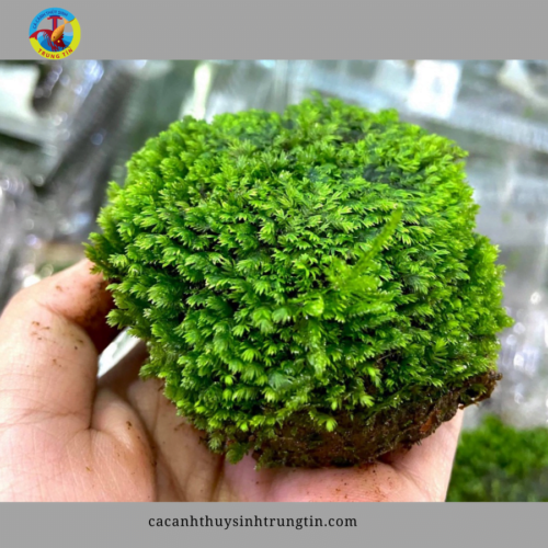 rêu thủy sinh minifiss bám đá