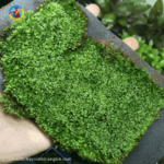 rêu thủy sinh minifiss