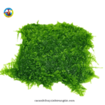 rêu thủy sinh mini taiwan