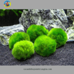 rêu thủy sinh moss ball
