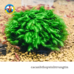 rêu đá us fiss thủy sinh