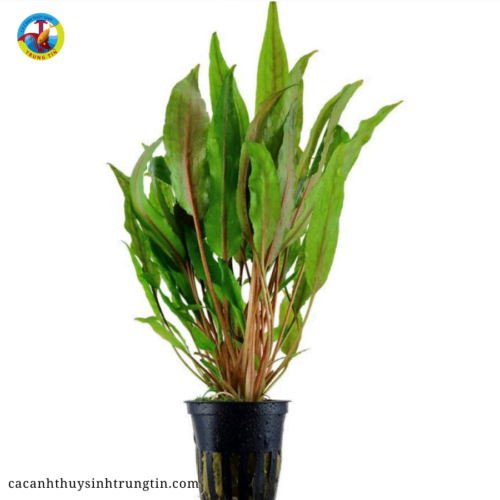 cây thủy sinh tiêu thảo lá dài