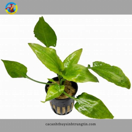cây thủy sinh tiêu thảo lá đào