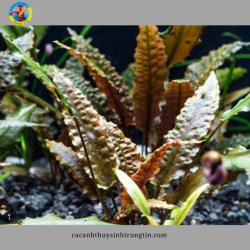 cây thủy sinh tiêu thảo lá nhăn