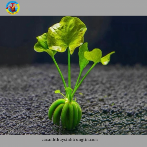 cây thủy sinh trang chuối