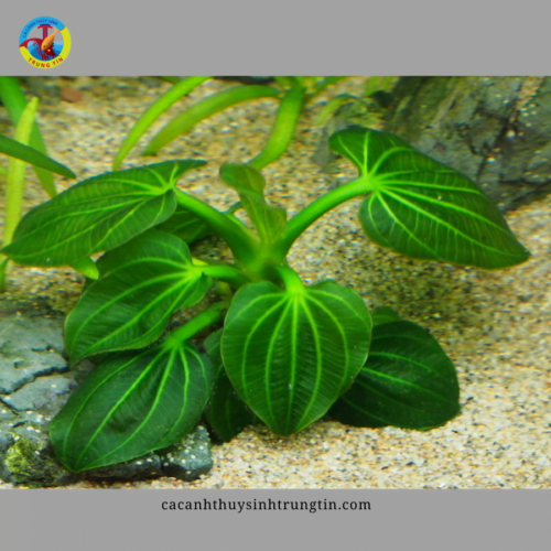 cây thủy sinh trầu iguazu
