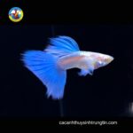 Bảy màu Blue Topaz