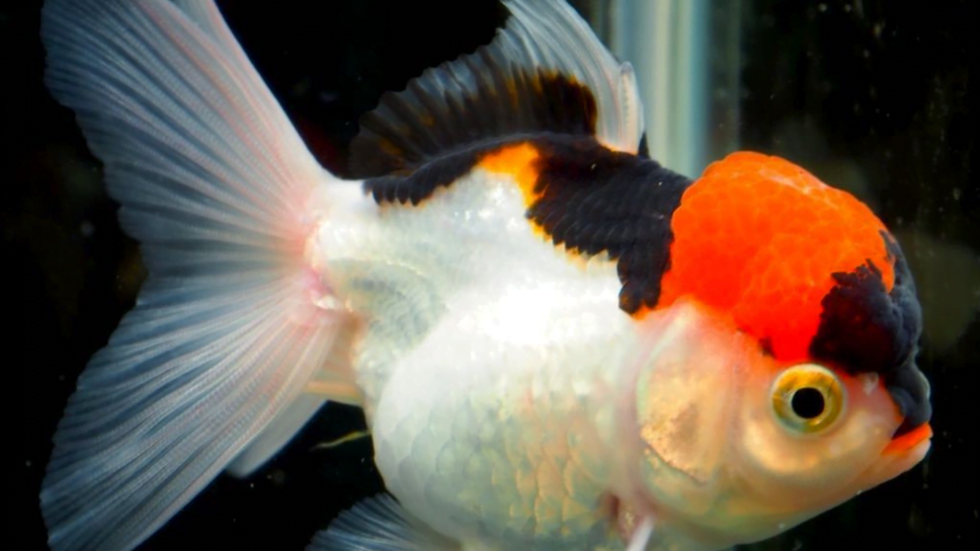 Top 5 Loại Cá Ba Đuôi Đẹp, Đặc Điểm Và Cách Nuôi Cá Khoẻ Ít Bệnh