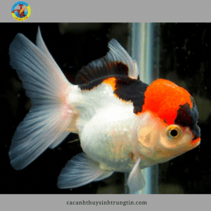 top 5 loại cá ba đuôi đẹp nhất