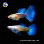 Bảy màu Blue Topaz