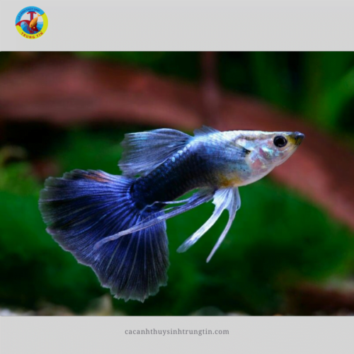 Cá Bảy Màu Blue Tarzan (LẺ)