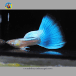 BẢY MÀU BLUE TOPAZ