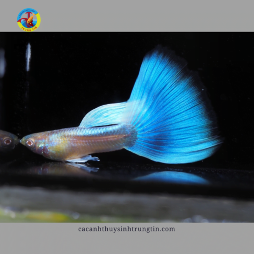 BẢY MÀU BLUE TOPAZ