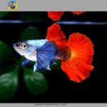 cá bảy màu dumbo red tail