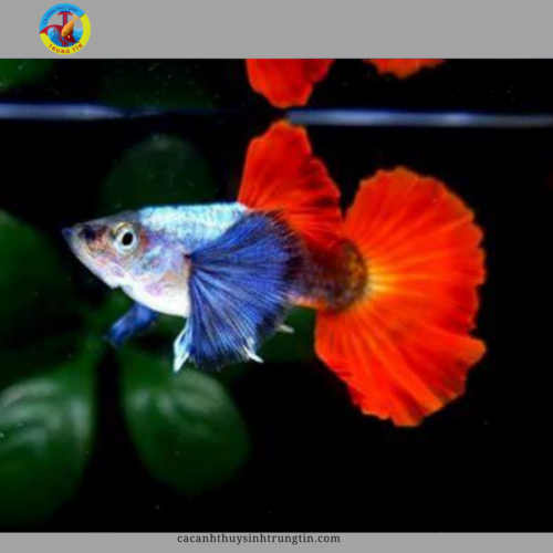 cá bảy màu dumbo red tail