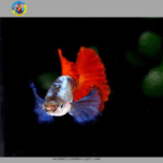 cá bảy màu dumbo