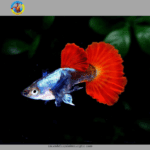 cá bảy màu dumbo