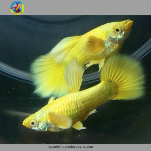 cá bảy màu full gold