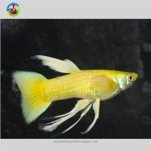 Bảy Màu Full Red Ribbon