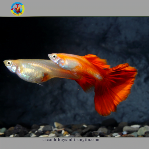 cá 7 màu full red cặp