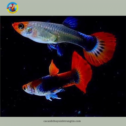 bảy màu koi black