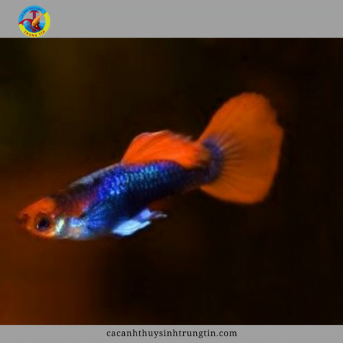 cá bảy màu koi black