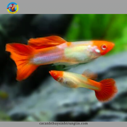 Bảy màu Koi Red ear