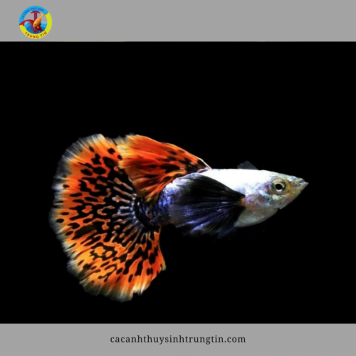 Cá Bảy màu Rồng Đỏ