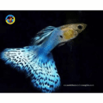 cá bảy màu rồng xanh