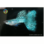 cá bảy màu rồng xanh