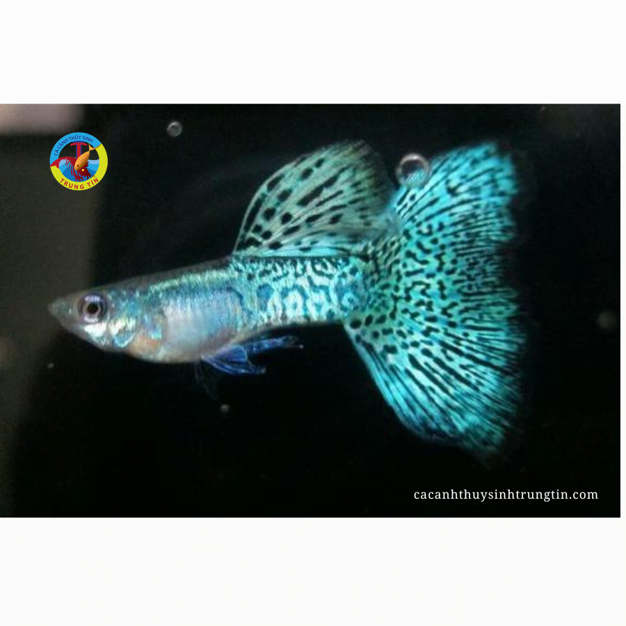 cá bảy màu rồng xanh