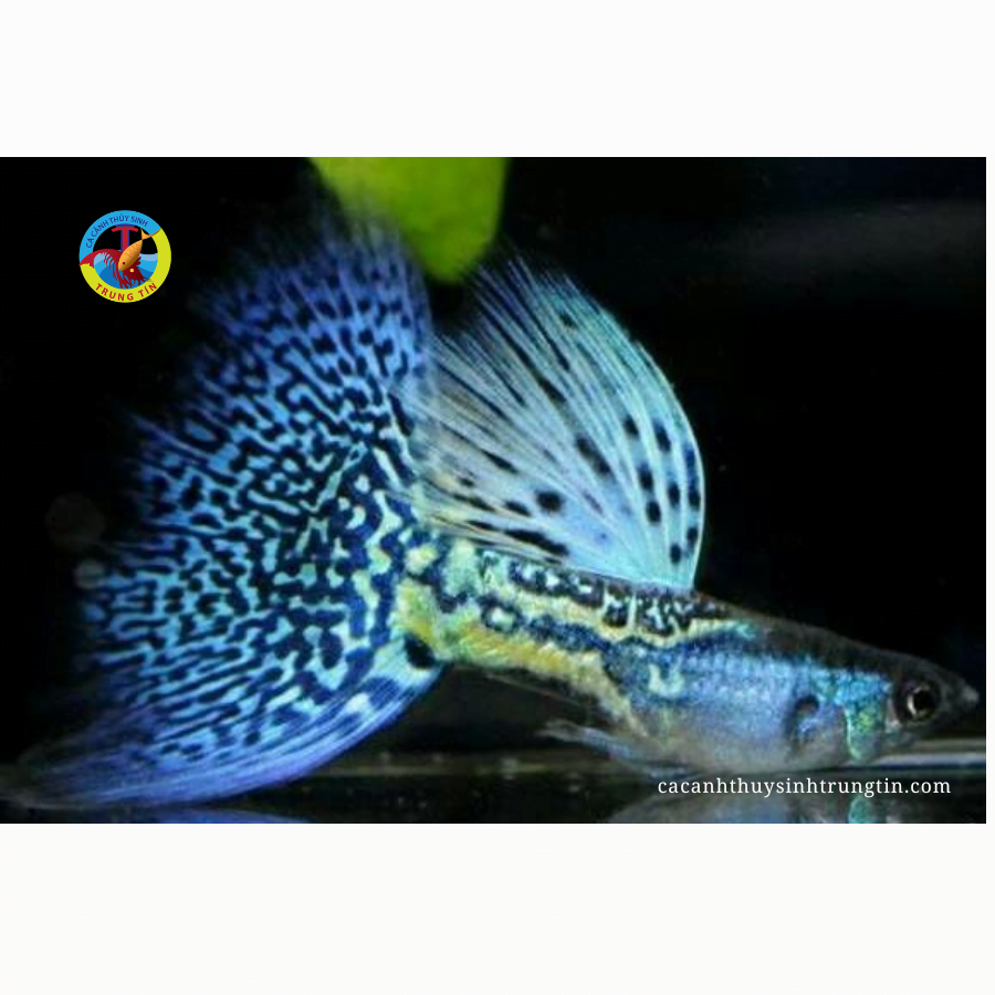 cá bảy màu rồng xanh