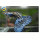 cá bảy màu rồng xanh