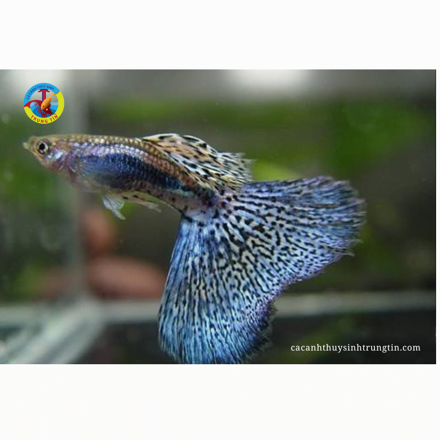 cá bảy màu rồng xanh