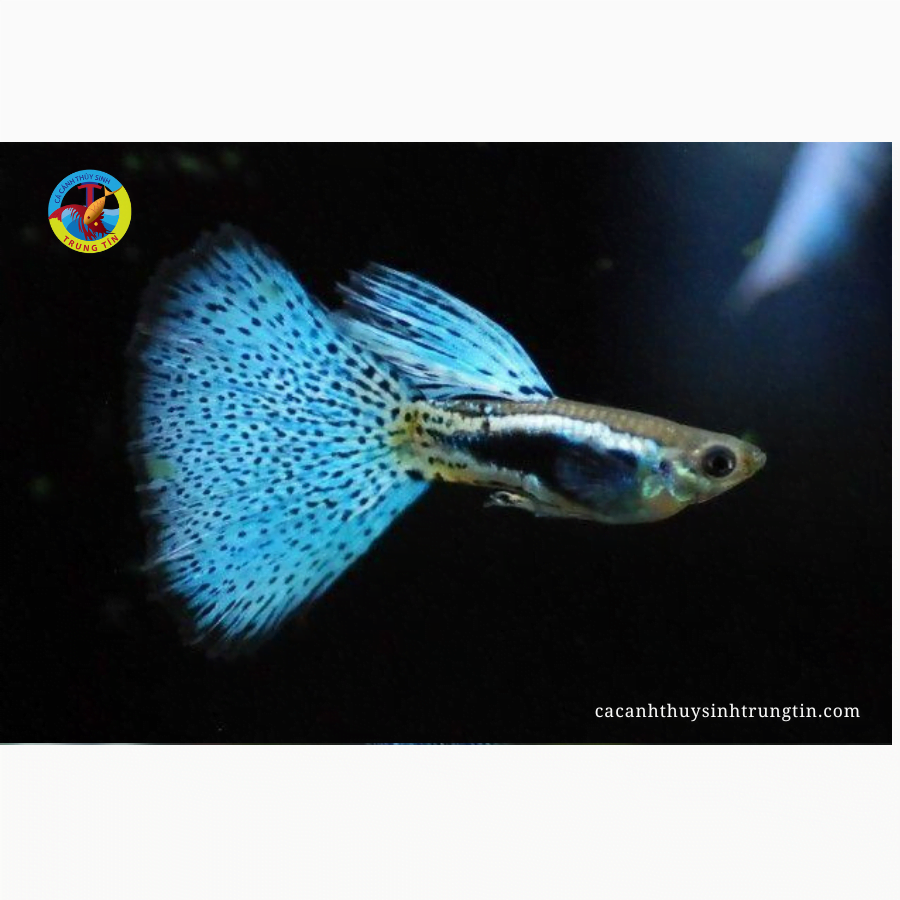 cá bảy màu rồng xanh