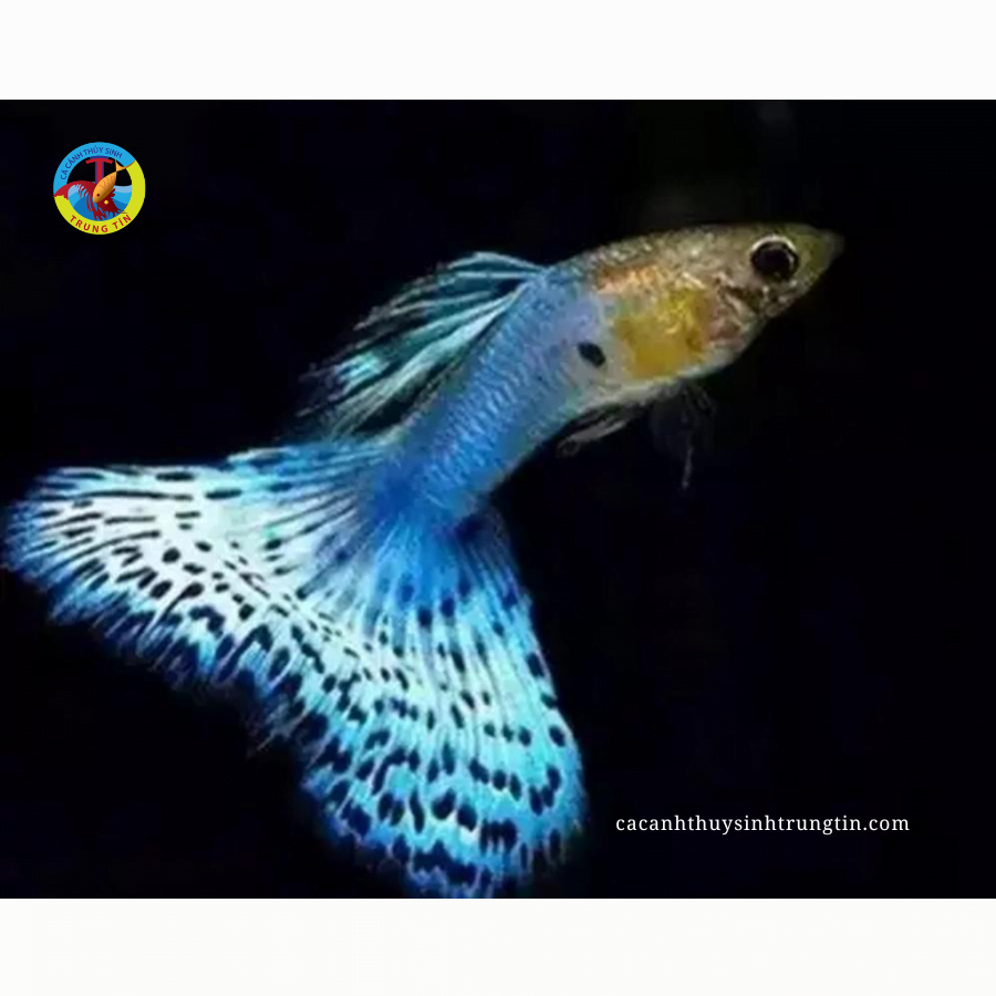 cá bảy màu rồng xanh