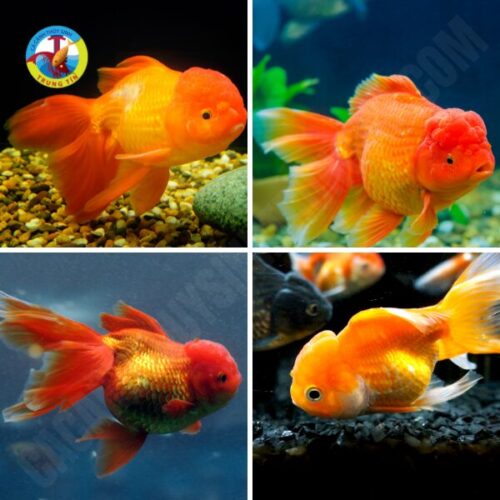 CÁ BA ĐUÔI ĐẦU LÂN