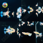 BẢY MÀU BLUE TOPAZ