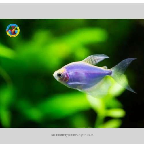 Cá buồm dạ quang