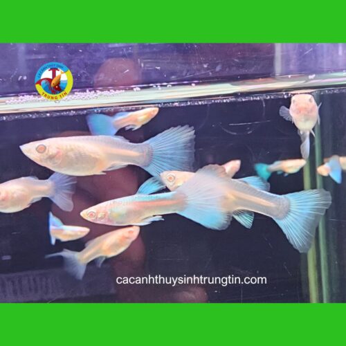 Cá Bảy màu Blue Topaz