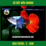 CÁ BẢY MÀU DUMBO