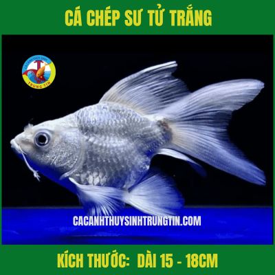 Cá Chép Sư Tử Trắng