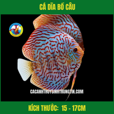 Cá Dĩa Size 15 - 17